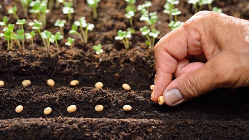 پایان توزیع انواع بذر میان کشاورزان خوزستان پایان توزیع انواع بذر میان کشاورزان خوزستان