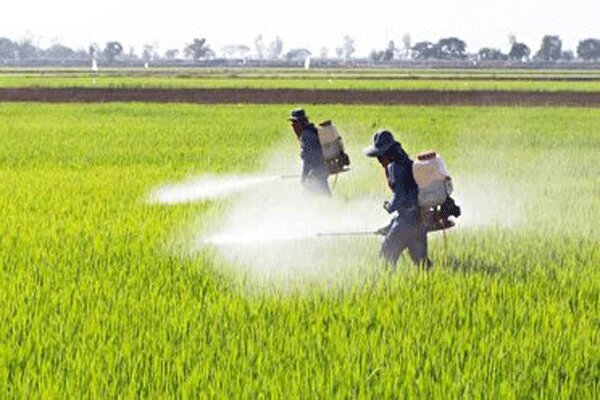 مبارزه با بیماری‌های برگی در مزارع گندم بهشهر