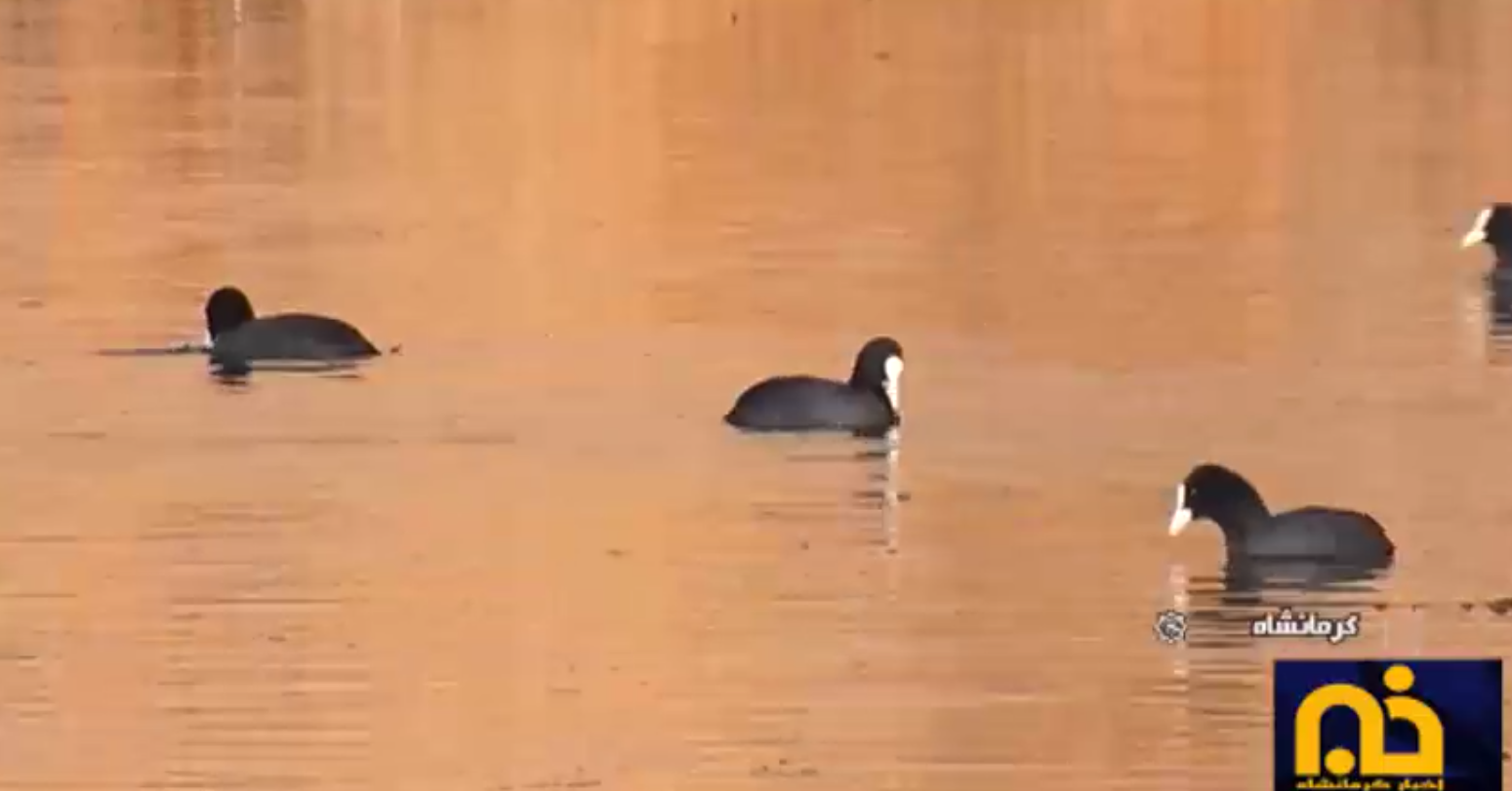 کاهش آمار پرندگان مهاجر در استان کرمانشاه