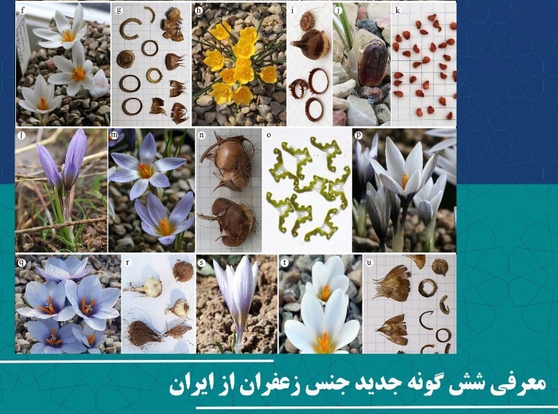 معرفی شش گونه جدید جنس زعفران از ایران (ویترین / منبع : جهاد دانشگاهی ) معرفی شش گونه جدید جنس زعفران از ایران (ویترین / منبع : جهاد دانشگاهی )