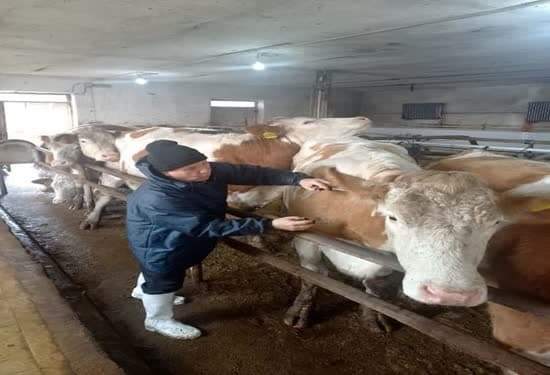 اجرای طرح تست سل و برسلوز در دامداریهای صنعتی اجرای طرح تست سل و برسلوز در دامداریهای صنعتی