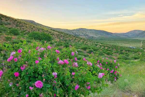 آغازبرداشت گل محمدی از سطح ۲۹۰ هکتار از باغات استان کرمانشاه 