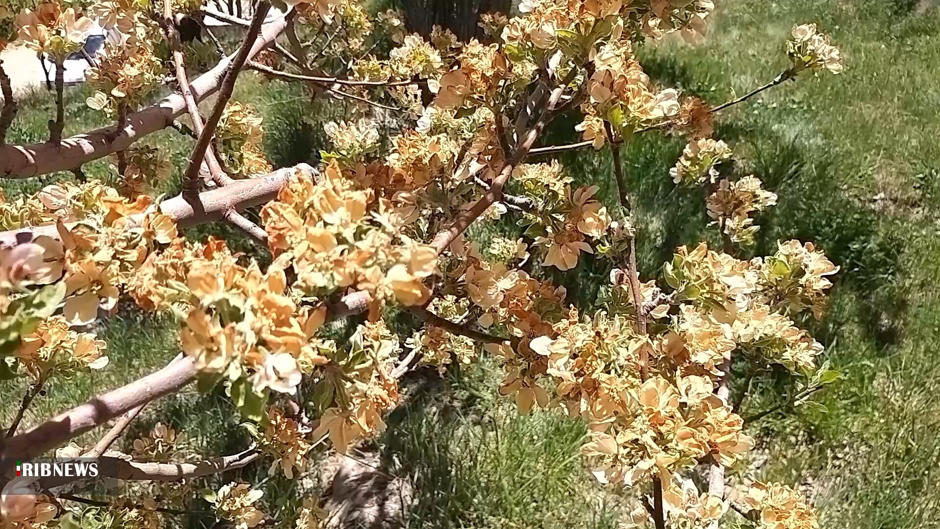 کاهش دما در استان و خطر خسارت به محصولات باغی