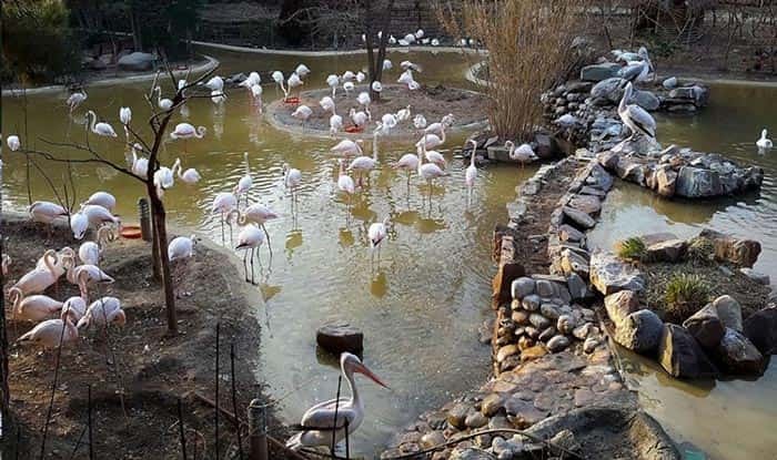 باغی برای پرندگان باغی برای پرندگان