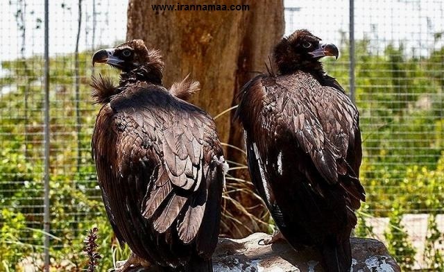 باغی برای پرندگان باغی برای پرندگان