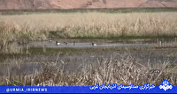 روزهای بهاری  تالابهای چالدران  و جوجه آوری  درناها