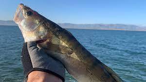 ماهی‌ها کوچک می‌شوند؟