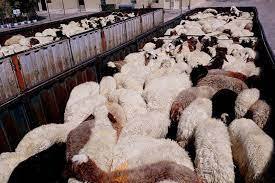 خروج دام از استان ایلام بدون مجوز ممنوع است