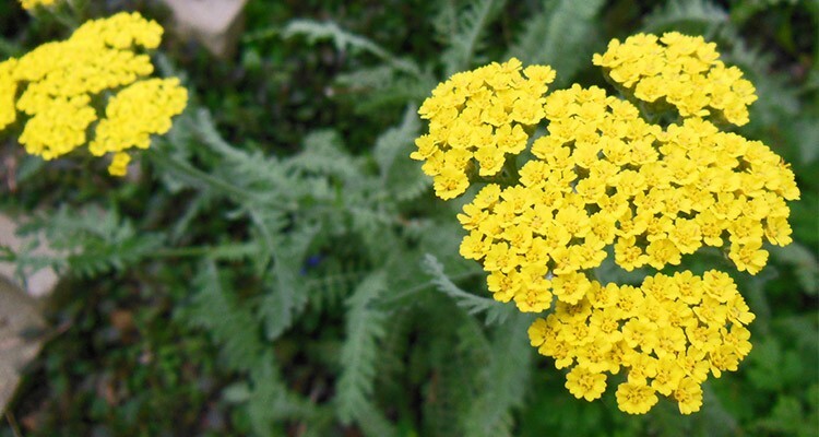 خواص بومادران