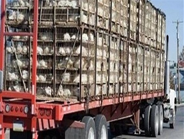 توقیف ۵ تُن مرغ زنده خارج از شبکه توزیع در ایلام