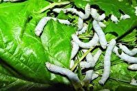 توزیع دو برابر تخم نوغان ایرانی در کشور