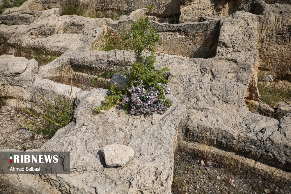 حوضچه ها و قبور تاریخی صخره ای بندر سیراف