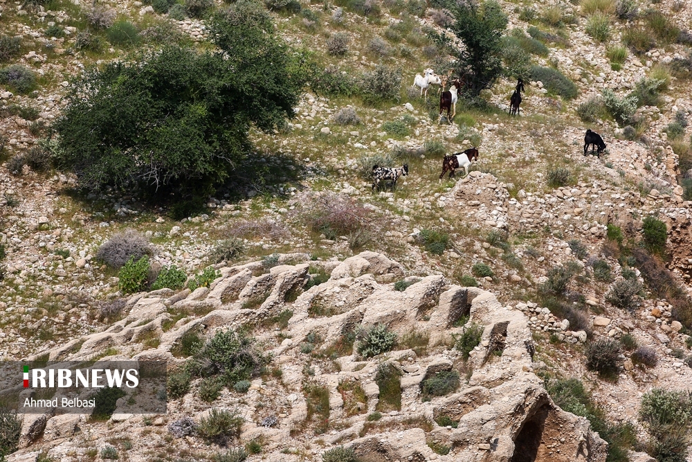 حوضچه ها و قبور تاریخی صخره ای بندر سیراف
