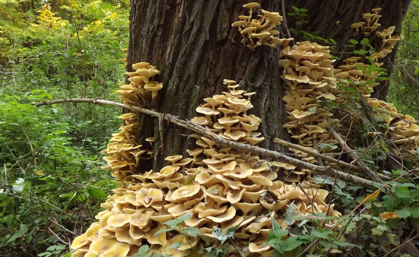 راز مخروطهای ۴۰۰ میلیون ساله ای که بر زمین حکومت میکردند! راز مخروطهای ۴۰۰ میلیون ساله ای که بر زمین حکومت میکردند!