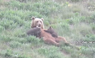 خرس مادر و دو توله زیبا در پارک ملی گلستان