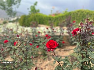 اردیبهشت شیراز در باغ گل ها
