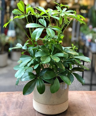 شفلرا را به خانه بیاورید شفلرا را به خانه بیاورید