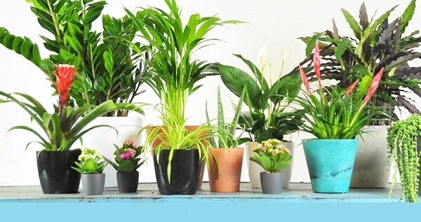 گیاهان قادرند سموم سرطانی را از هوا حذف کنند