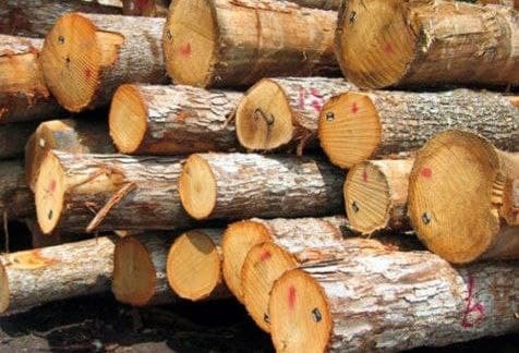 توقیف ۵ تن چوب قاچاق در دهلران