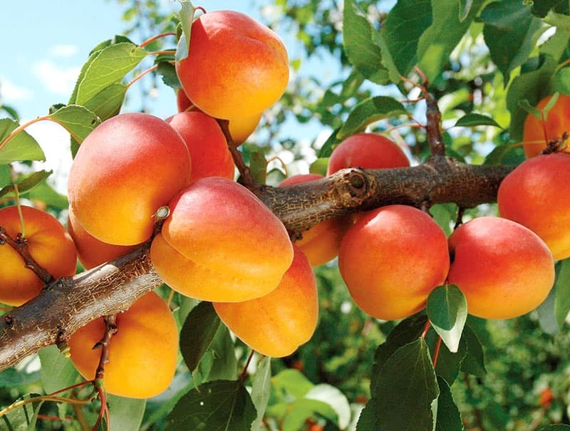 خواص زردآلو از درمان کم خونی تا سلامت استخوان و قلب خواص زردآلو از درمان کم خونی تا سلامت استخوان و قلب