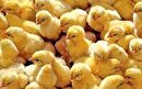 افزایش جوجه ریزی برای مدیریت تولید و عرضه مرغ