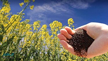 پرداخت ۹۸ درصد از طلب کلزاکاران گلستانی
