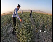 تولید محصول سالم با مبارزه بیولوژیک