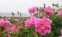 برداشت گل محمدی در سپیدان