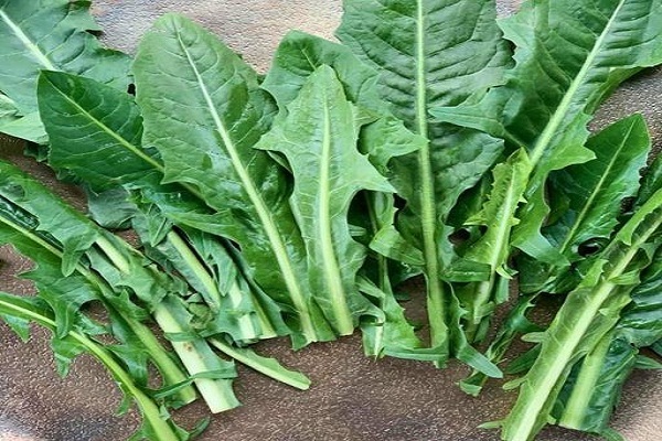 کاسنی کاهش دهنده اضطراب و درمان کننده اختلال‌های کلیه