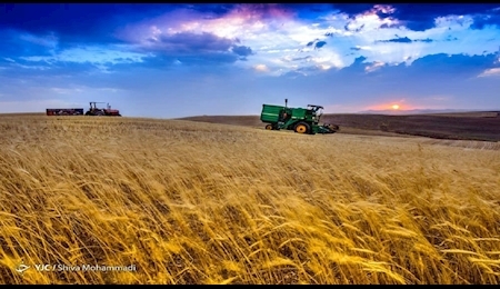 افزایش ۴۰ درصدی تولید گندم در کشور