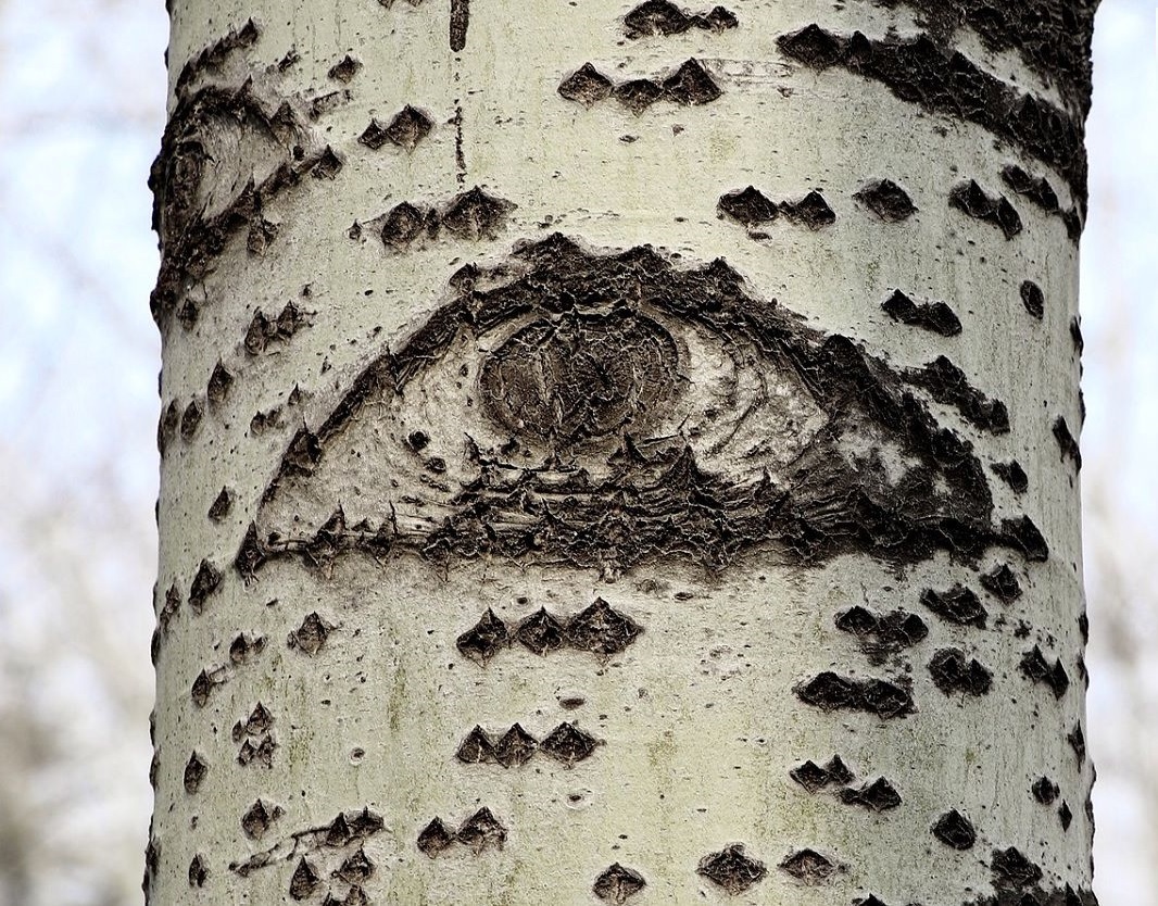 چگونه با کمک «چشم درخت» مسیر را پیدا میکنیم؟ چگونه با کمک «چشم درخت» مسیر را پیدا میکنیم؟