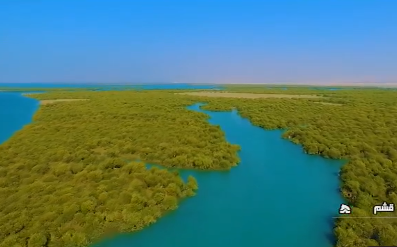 گل دهی درختان حرا در قشم گل دهی درختان حرا در قشم