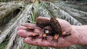 درگیری نخل های کرمان به آفت سوسک سرخرطومی حنایی