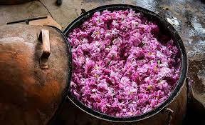 تمدید جشنواره گلاب گیری در سلطانیه تمدید جشنواره گلاب گیری در سلطانیه