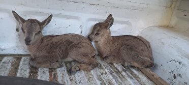 کشف ۲ راس بزغاله وحشی از خانه یک شکارچی متخلف در کرج
