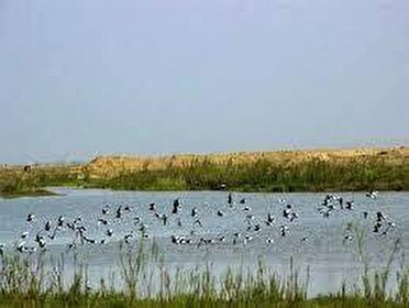 تلاش جهانی برای احیای تالاب صالحیه نظرآباد
