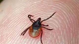 هشدار درباره خطر تب کریمه کنگو همزمان با آغاز فصل گرما