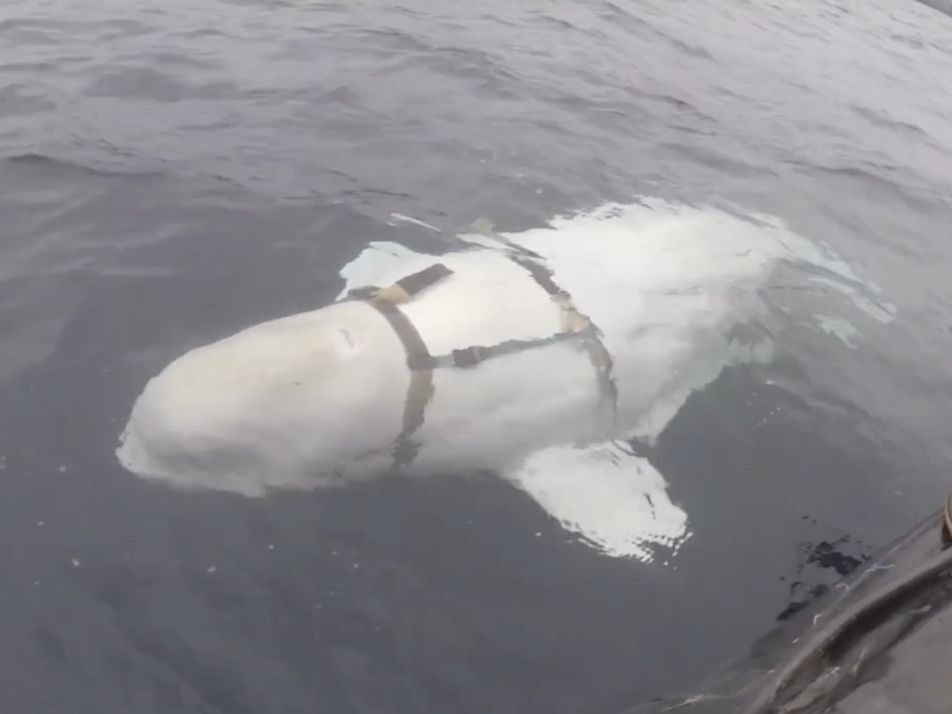 نهنگ مظنون به جاسوسی در سواحل سوئد دیده شد