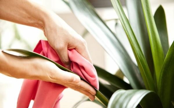 روشهای جالب و آسان برای تمیز کردن برگ گیاهان خانگی روشهای جالب و آسان برای تمیز کردن برگ گیاهان خانگی