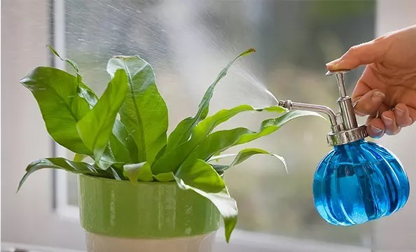 روشهای جالب و آسان برای تمیز کردن برگ گیاهان خانگی روشهای جالب و آسان برای تمیز کردن برگ گیاهان خانگی