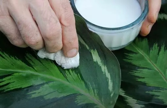 روشهای جالب و آسان برای تمیز کردن برگ گیاهان خانگی روشهای جالب و آسان برای تمیز کردن برگ گیاهان خانگی