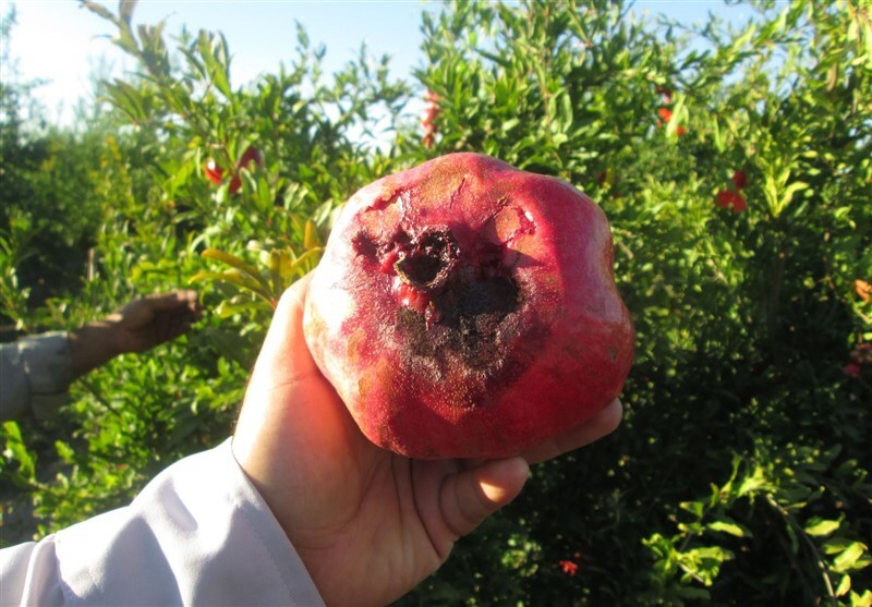 اجرای طرح پیش آگاهی مدیریت تلفیقی آفت کرم گلوگاه انار در فردوس