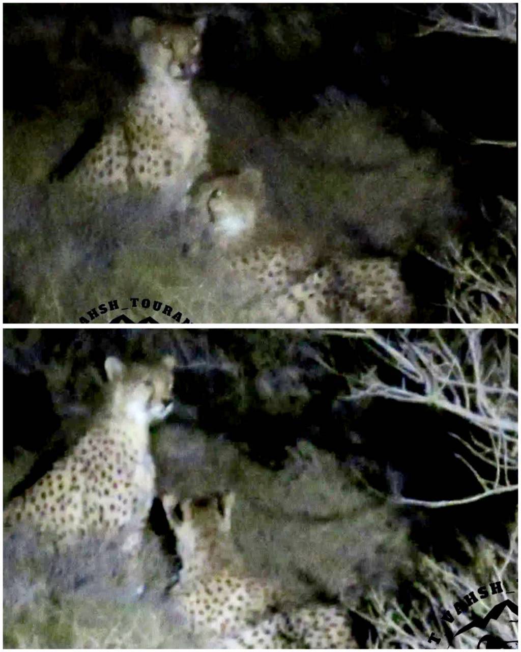 هلیا همچنان به دنبال توله گمشده اش می گردد