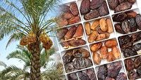 جنوب کرمان دومین تولیدکننده خرما در کشور است