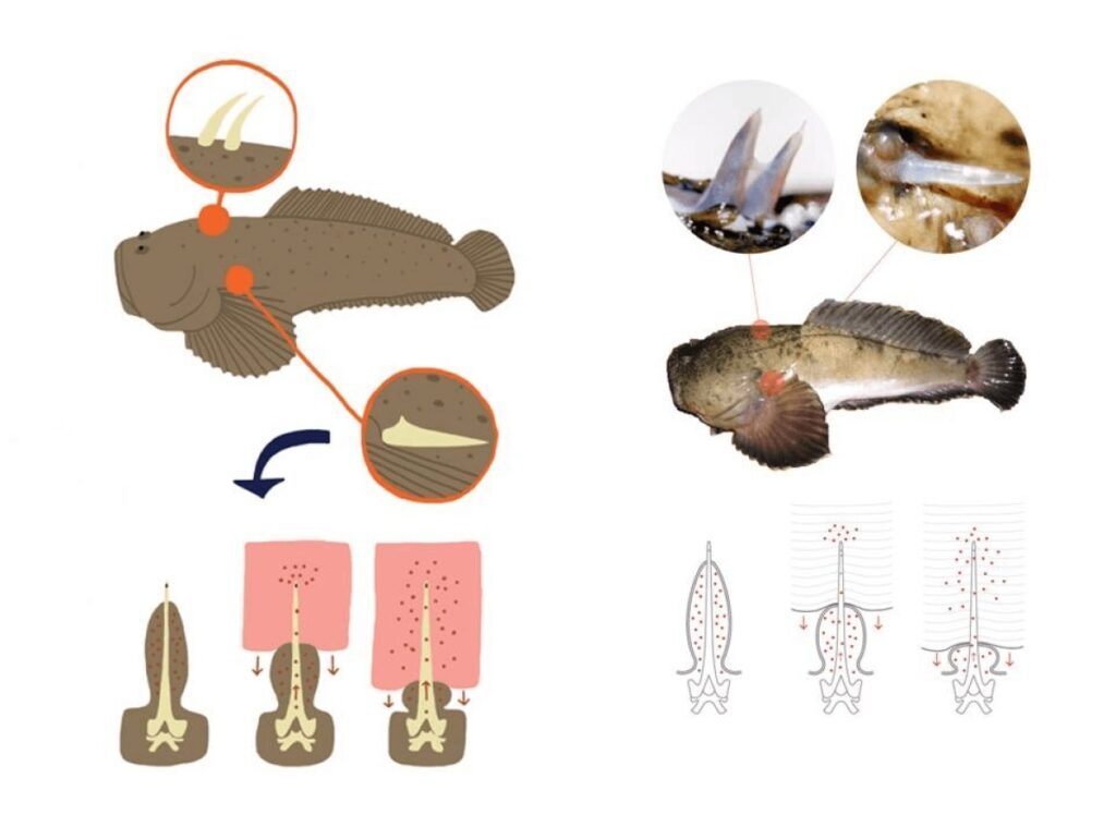 درمان آسم به کمک سم بسیار کشنده یک ماهی خاص درمان آسم با سم بسیار کشنده یک ماهی