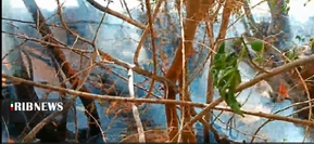 مهار اتش سوزی در گلباف کرمان