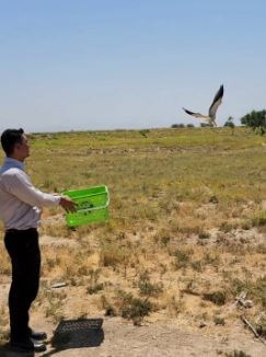 رهاسازی کور کور بال سیاه در طبیعت شوشتر رهاسازی کور کور بال سیاه در طبیعت شوشتر