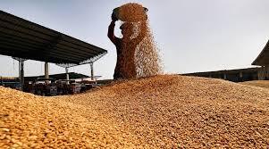 قیمت جهانی گندم افزایش می یابد