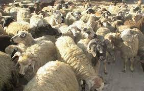 کشف ۴۹۲ رأس دام قاچاق در مرز پیرانشهر کشف ۴۹۲ رأس دام قاچاق در مرز پیرانشهر