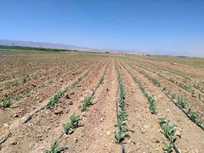 پیش بینی کشت ۶ هزار هکتار ذرت علوفه‌ای در کوار